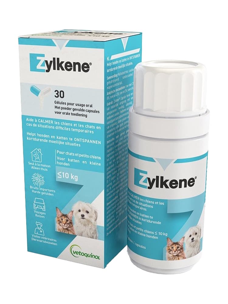 Anxiété chez le chien : Alternatives naturelles pour apaiser votre animal